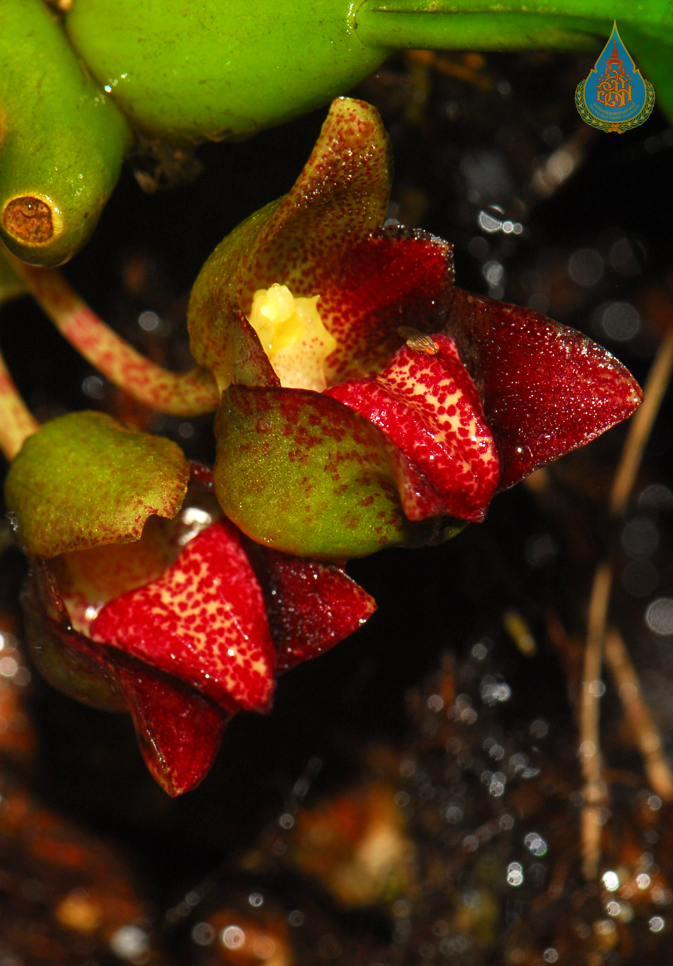 สิงโตลายเสือดาว Bulbophyllum leopardinum (Wall.) Lindl. ex Wall.<br/>ORCHIDACEAE